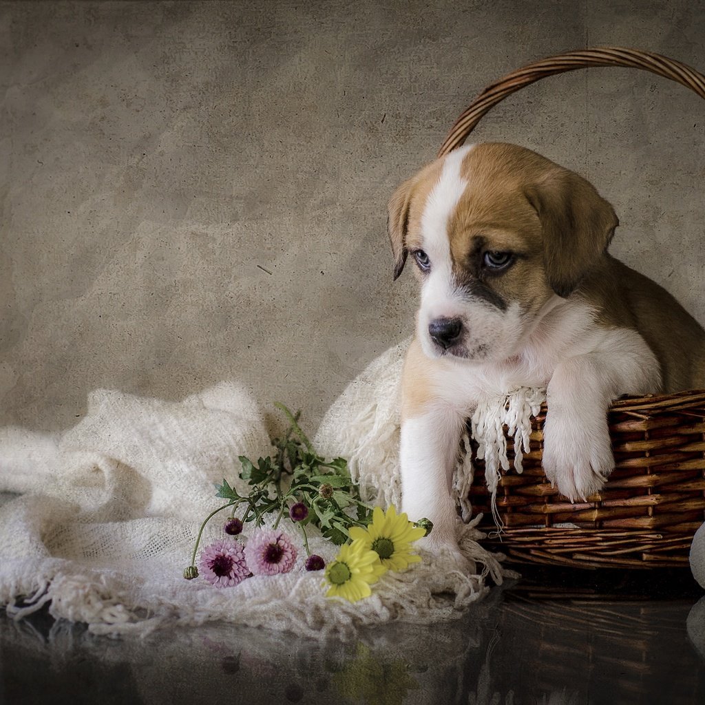 Обои цветы, собака, щенок, flowers, dog, puppy разрешение 2880x1908 Загрузить