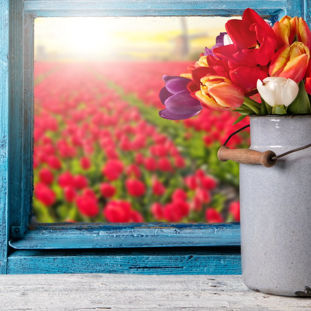 Обои цветы, букет, тюльпаны, окно, тульпаны,  цветы, бидон, красочная, flowers, bouquet, tulips, window, cans, colorful разрешение 4235x3200 Загрузить