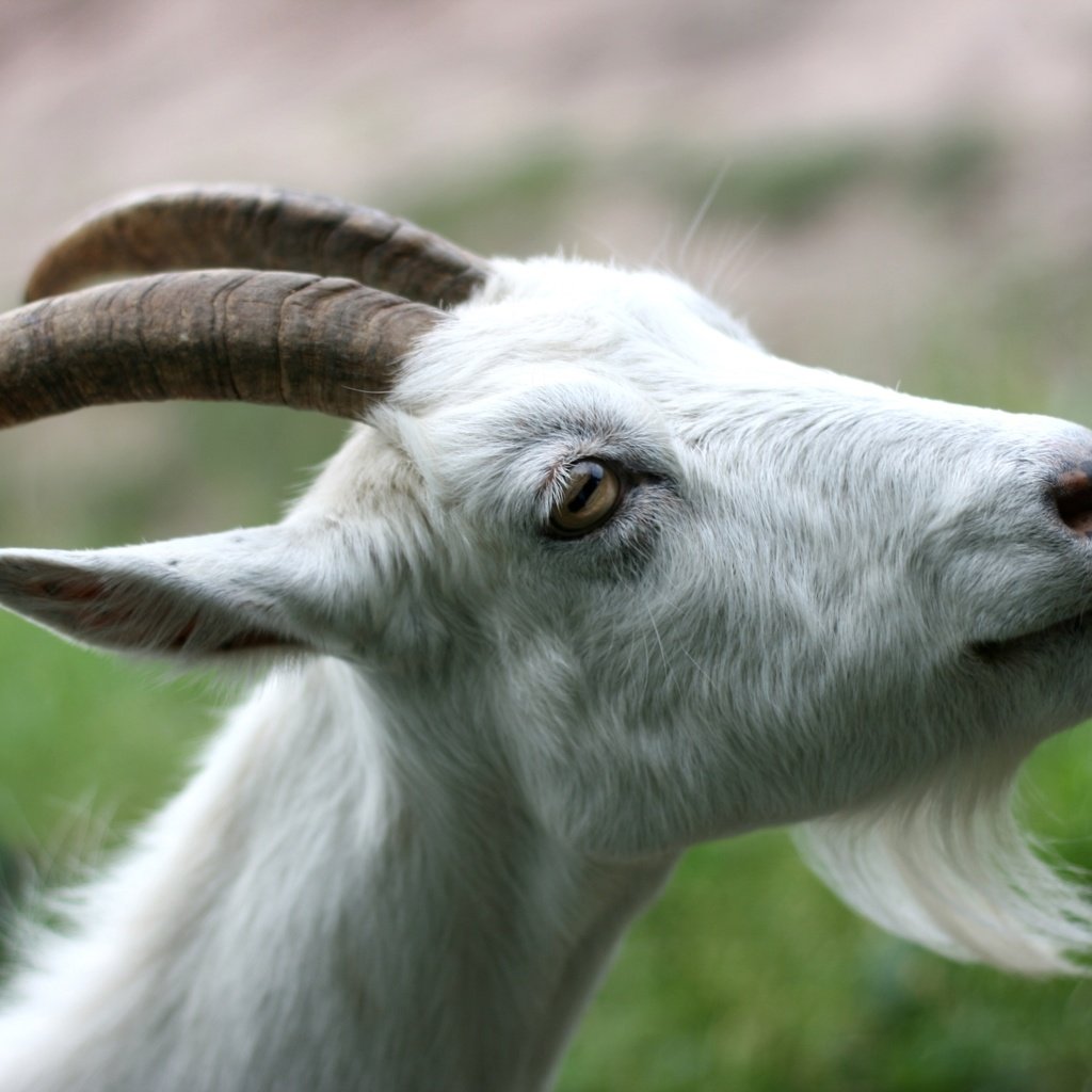Обои коза, рога, язык, борода, goat, horns, language, beard разрешение 2400x1600 Загрузить