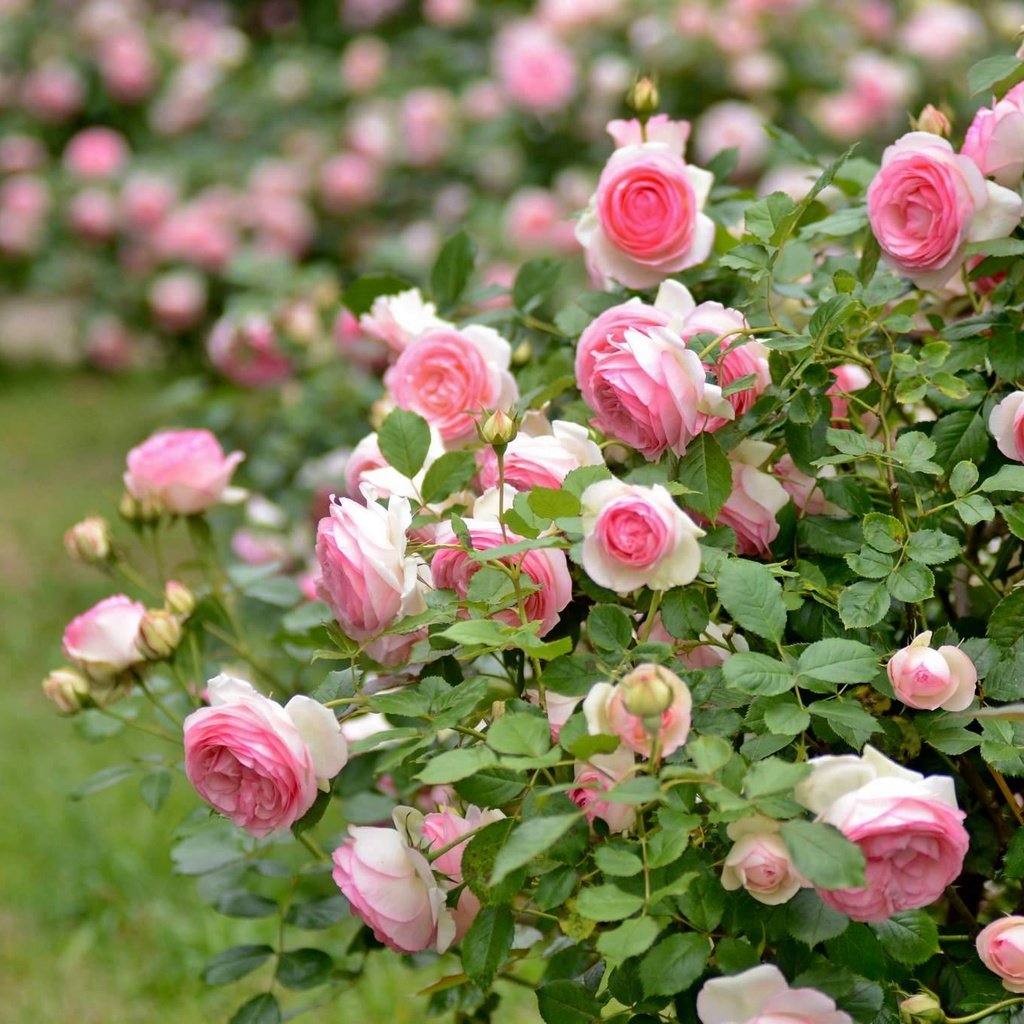 Обои розы, розовый, куст, roses, pink, bush разрешение 2048x1356 Загрузить