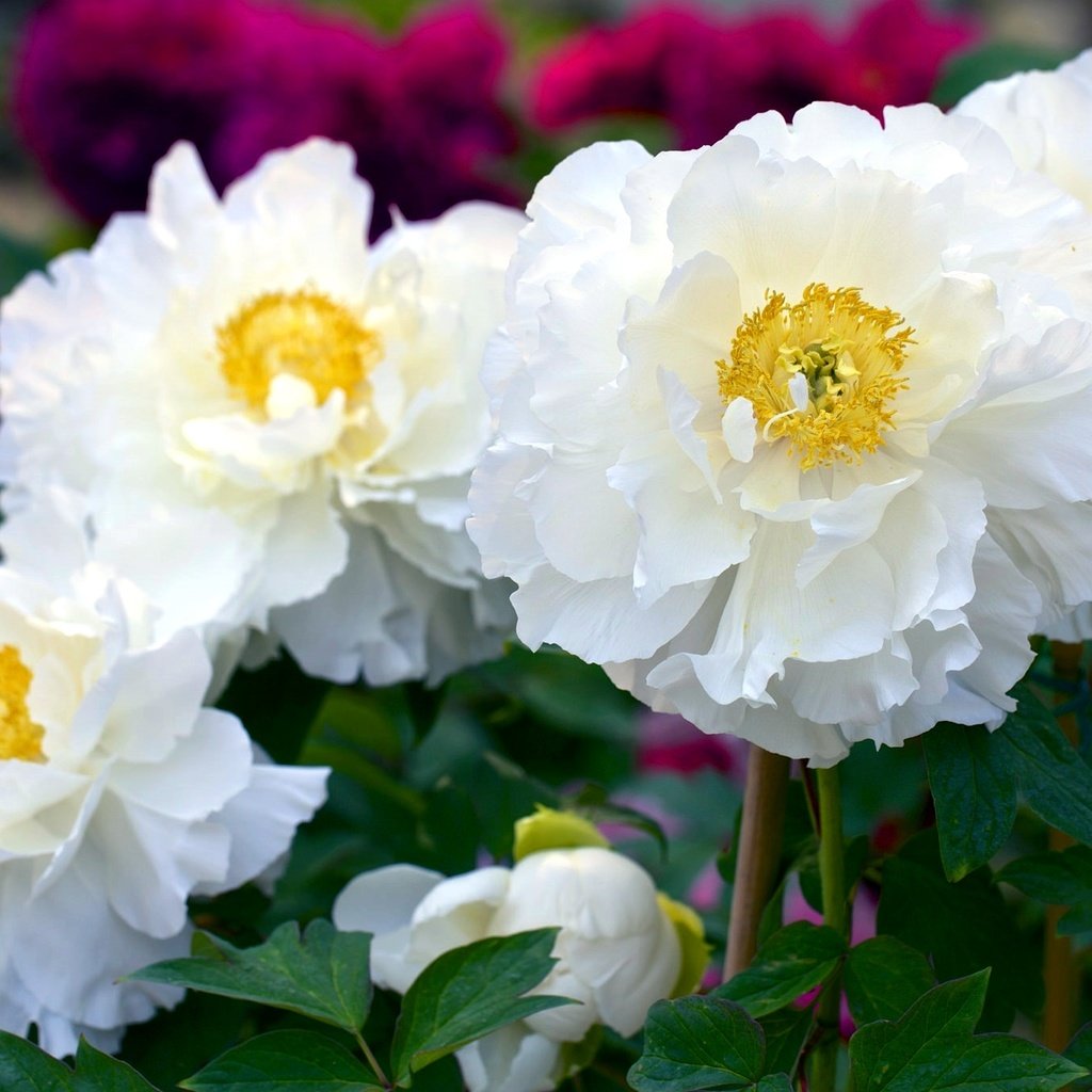 Обои цветы, лепестки, белые, пионы, flowers, petals, white, peonies разрешение 2048x1366 Загрузить