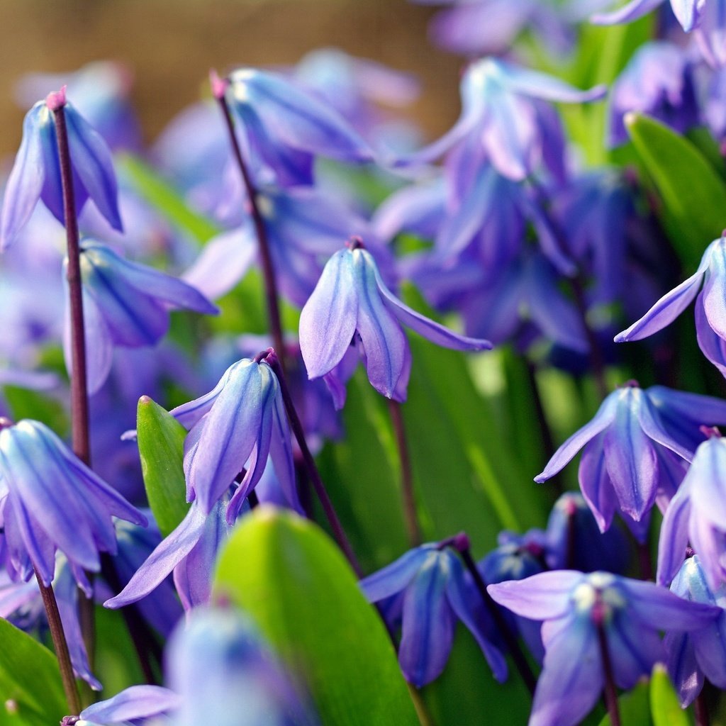 Обои цветы, макро, голубой, весна, первоцвет, пролеска, пролески, flowers, macro, blue, spring, primrose, scilla разрешение 2232x1484 Загрузить