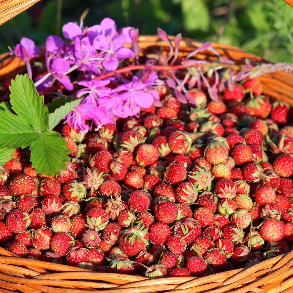 Обои клубника, корзина, ягоды, луговая, strawberry, basket, berries, meadow разрешение 2700x1800 Загрузить