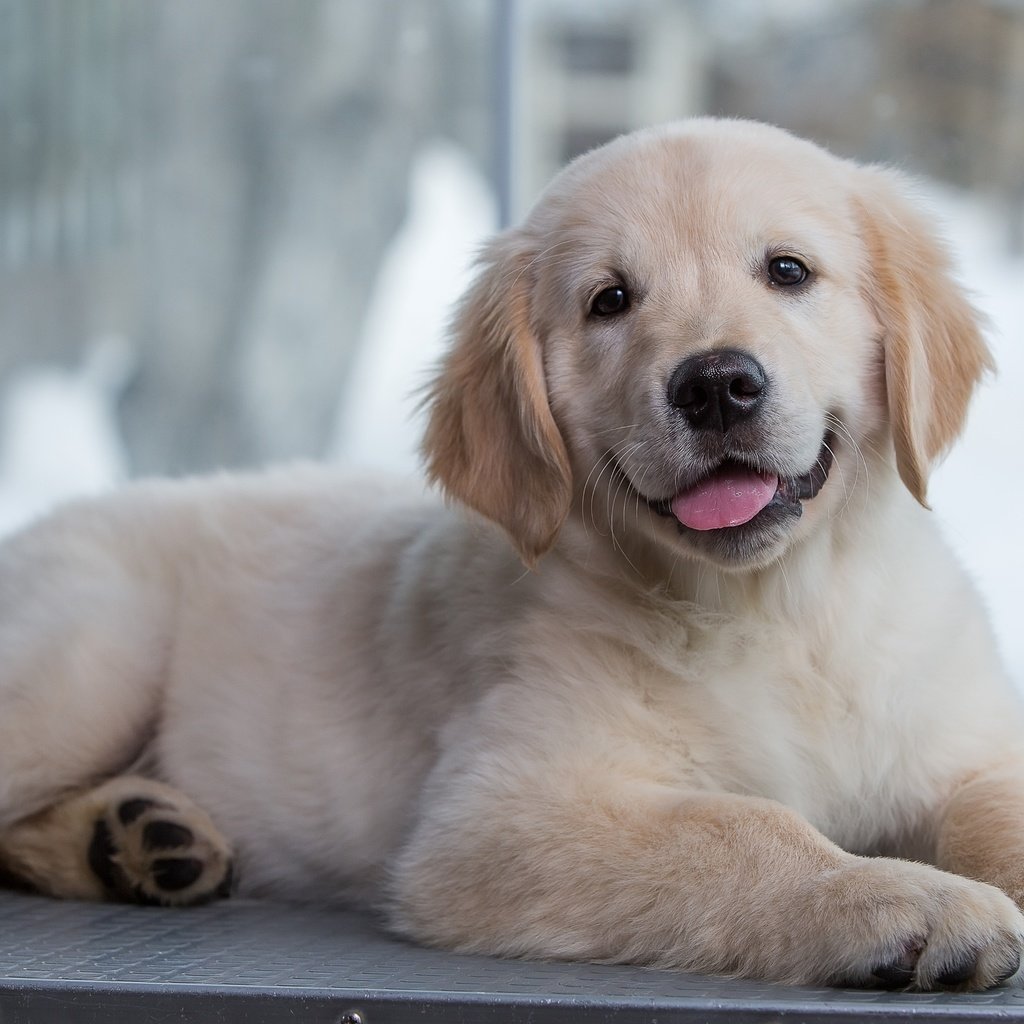 Обои щенок, золотистый ретривер, голден ретривер малыш, puppy, golden retriever, golden retriever baby разрешение 3000x1981 Загрузить