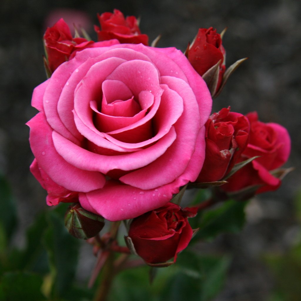Обои бутоны, роза, розовая,  цветы, тёмно-розовая, buds, rose, pink, flowers, dark pink разрешение 3888x2592 Загрузить