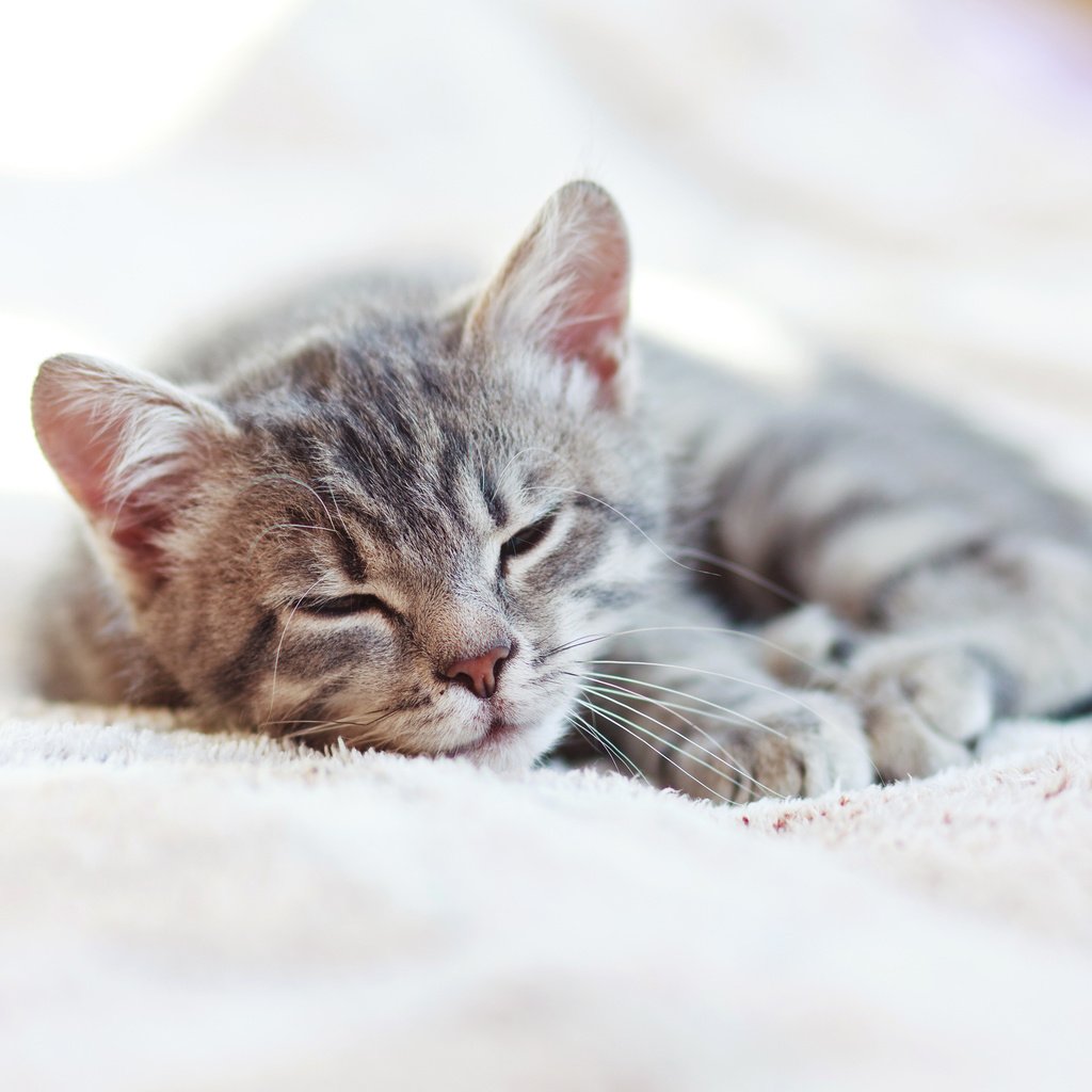 Обои кот, кошка, котенок, спит, дом, котята, дремлет, cat, kitty, sleeping, house, kittens, sleep разрешение 3600x2545 Загрузить