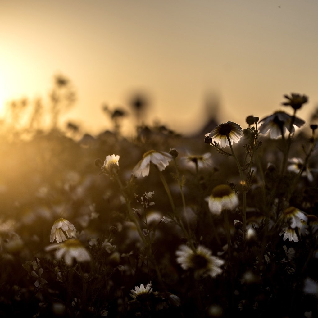 Обои свет, цветы, поле, луг, ромашки, light, flowers, field, meadow, chamomile разрешение 5472x3648 Загрузить