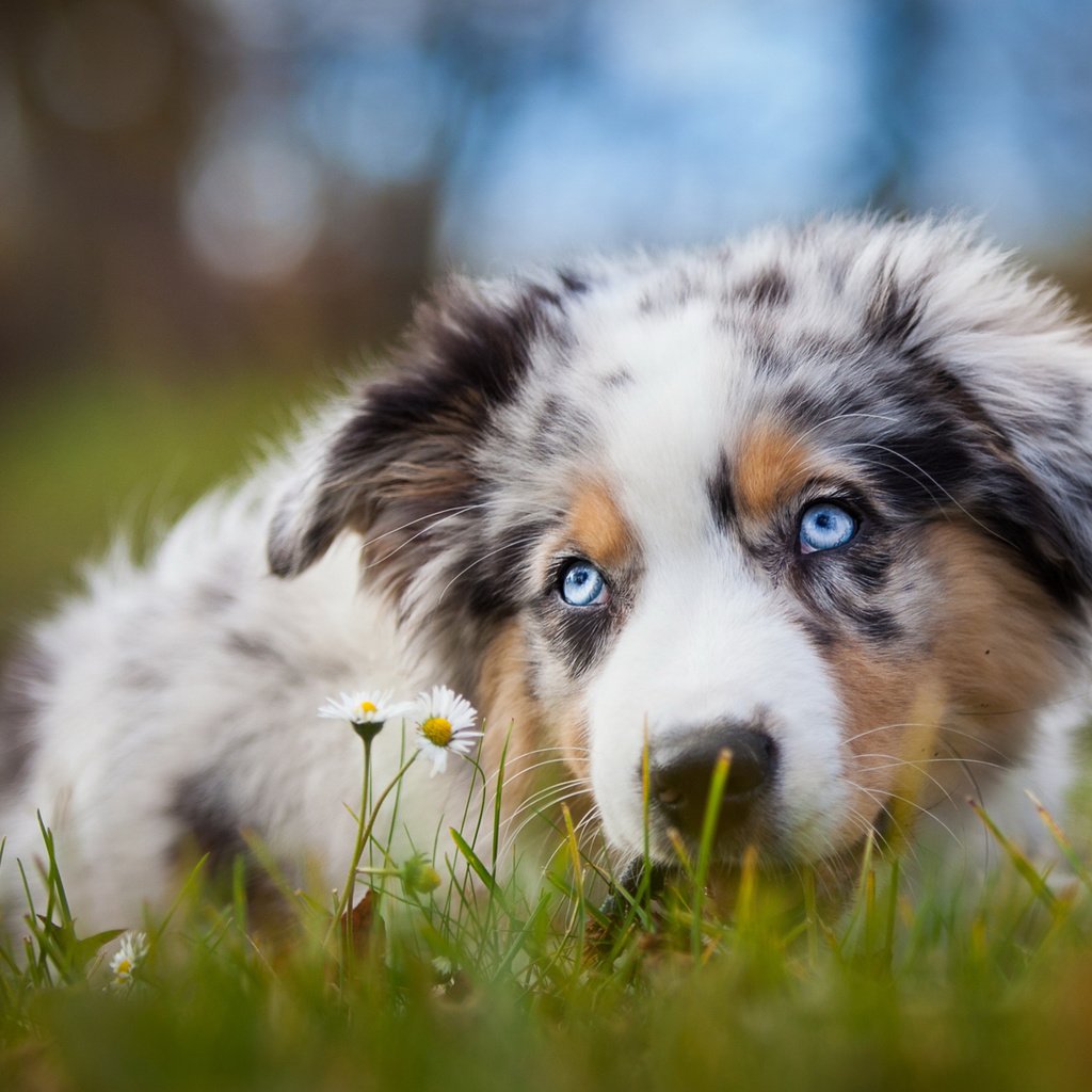 Обои собака, поляна, щенок, ромашки, австралийская овчарка, аусси, голубоглазый, dog, glade, puppy, chamomile, australian shepherd, aussie, blue-eyed разрешение 2048x1152 Загрузить