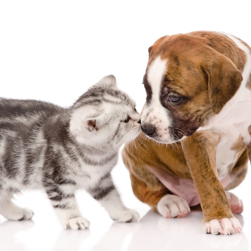 Обои кот, котенок, щенок, щенка, котёнка, cобака, cat, kitty, puppy, kitten, dog разрешение 3000x1948 Загрузить
