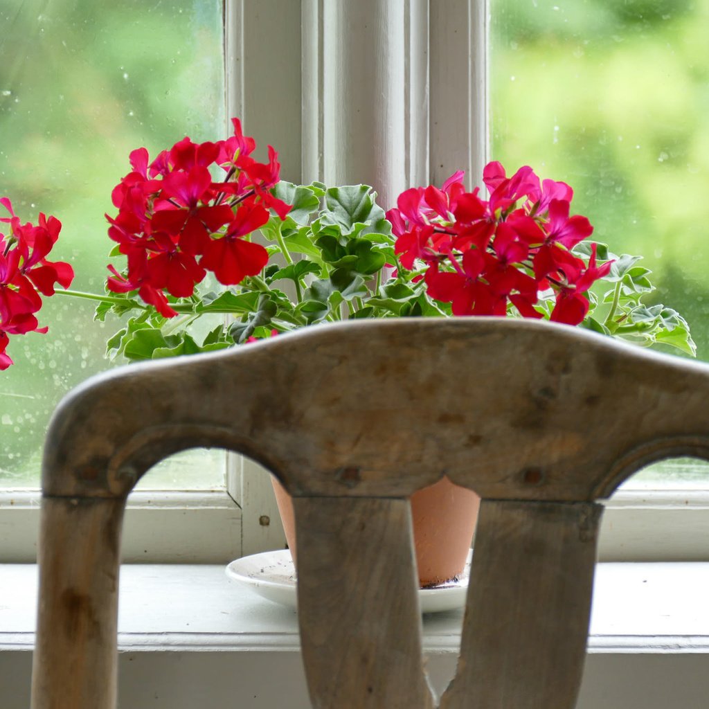 Обои цветы, окно, подоконник, flowers, window, sill разрешение 2048x1365 Загрузить