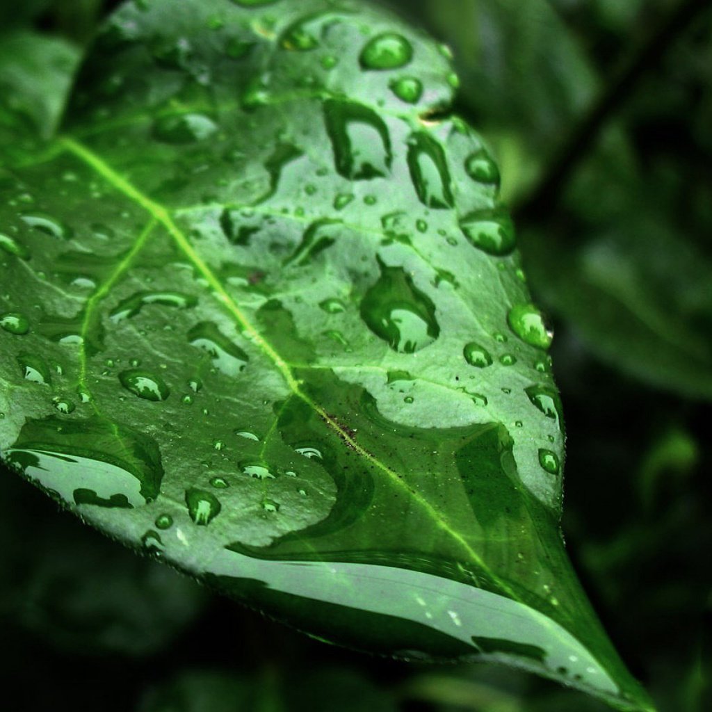 Обои вода, природа, листья, макро, фон, капли, water, nature, leaves, macro, background, drops разрешение 1920x1080 Загрузить