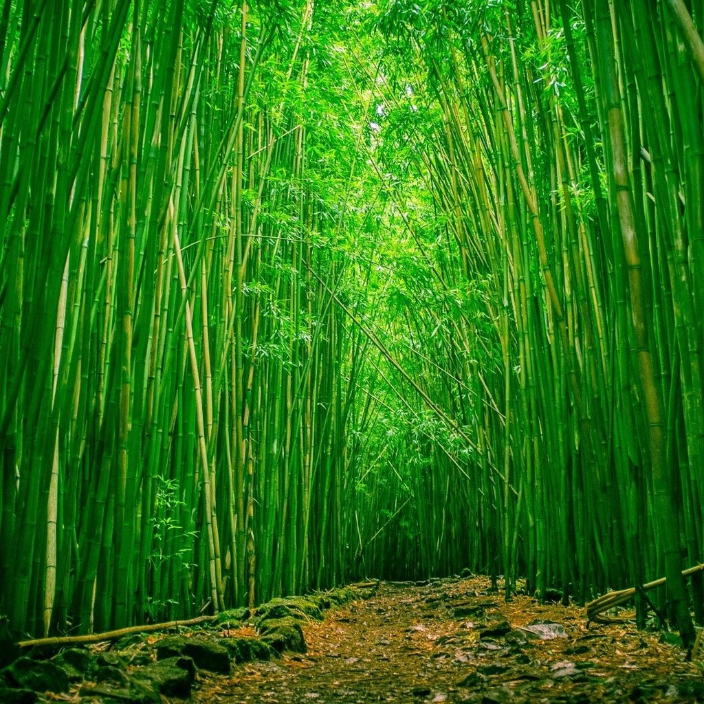 Обои природа, бамбук, бамбуковый лес, nature, bamboo, bamboo forest разрешение 1920x1080 Загрузить