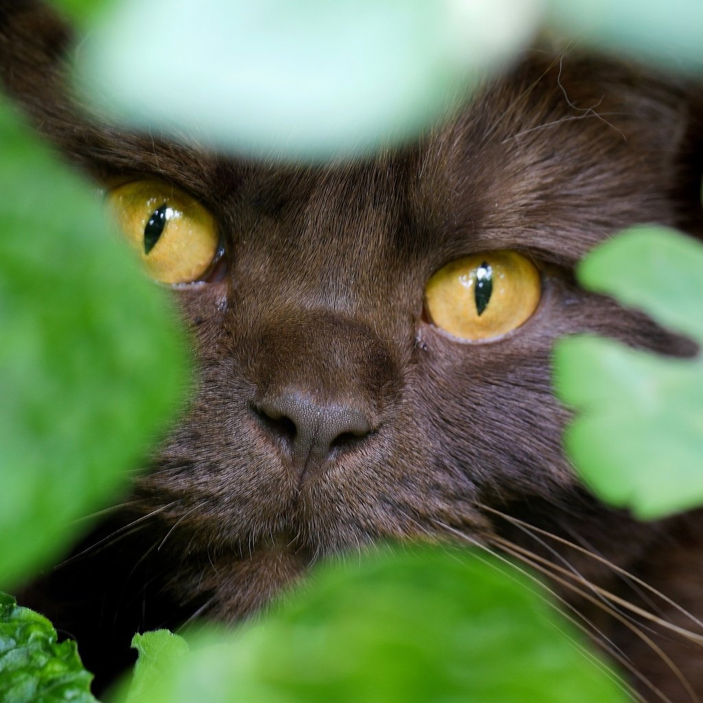 Обои глаза, листья, кот, мордочка, взгляд, маскировка, eyes, leaves, cat, muzzle, look, disguise разрешение 2048x1344 Загрузить
