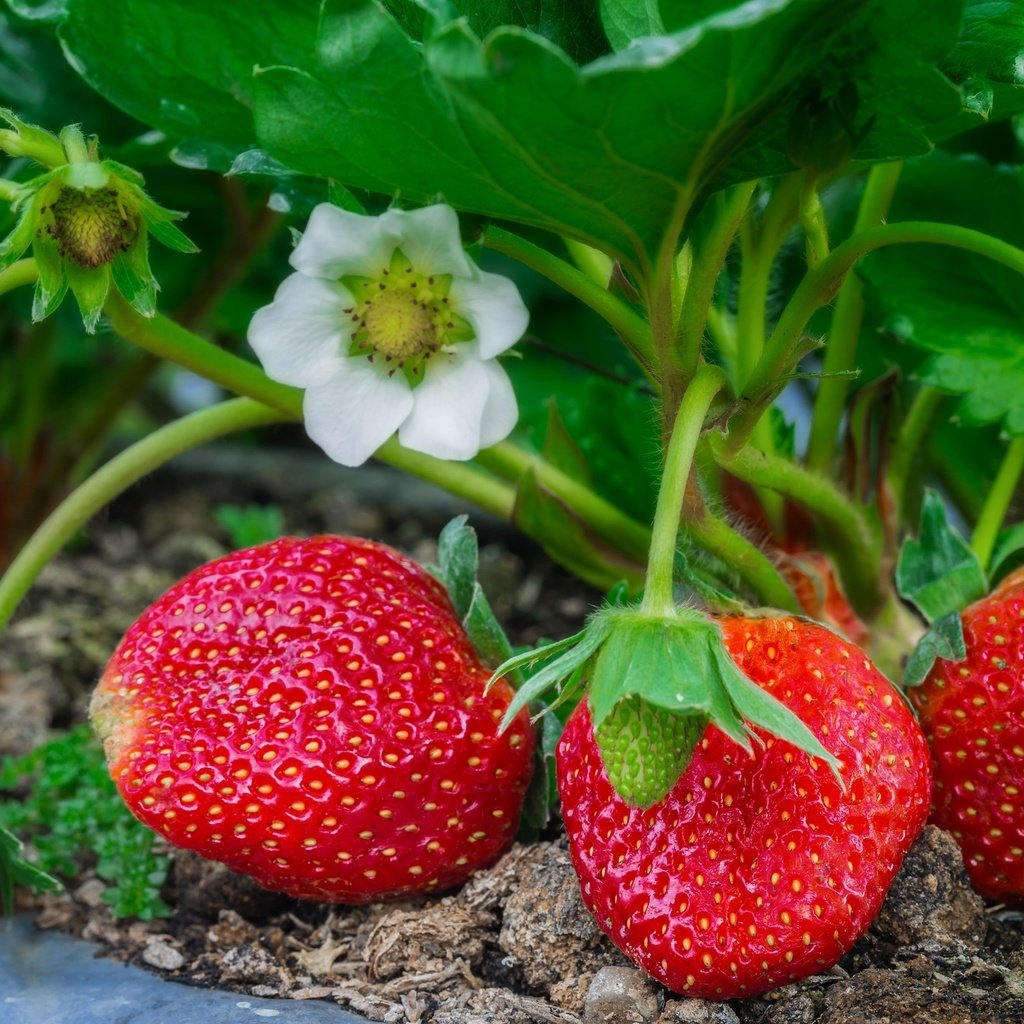 Обои листья, макро, клубника, ягоды, куст, leaves, macro, strawberry, berries, bush разрешение 2048x1365 Загрузить