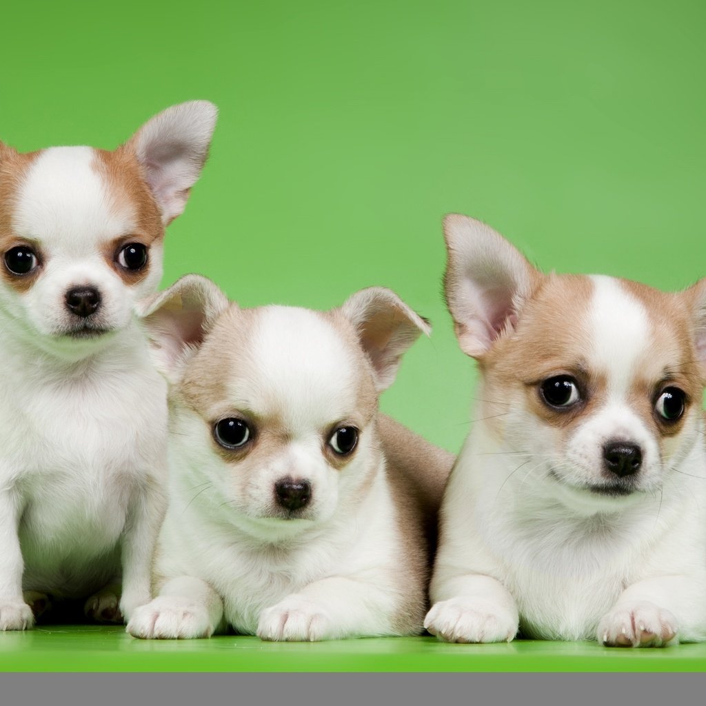 Обои щенки, трио, милые, чихуахуа, puppies, trio, cute, chihuahua разрешение 2400x1563 Загрузить