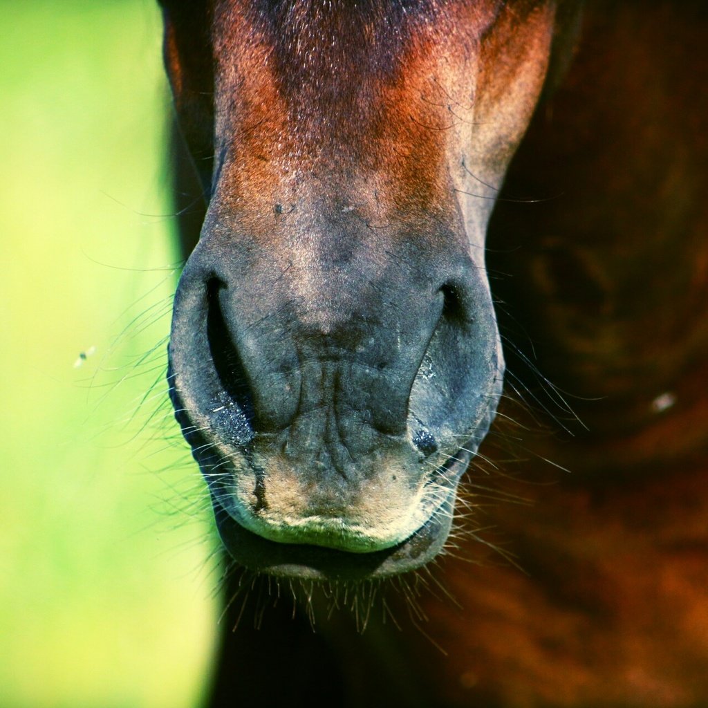 Обои лошадь, конь, носик, horse, spout разрешение 1920x1280 Загрузить