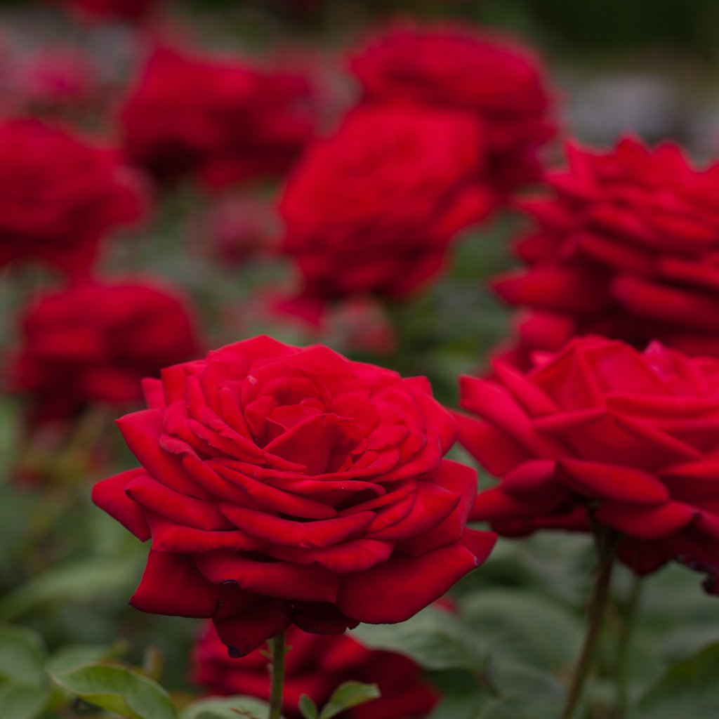 Обои розы, боке, красные розы, roses, bokeh, red roses разрешение 1920x1280 Загрузить