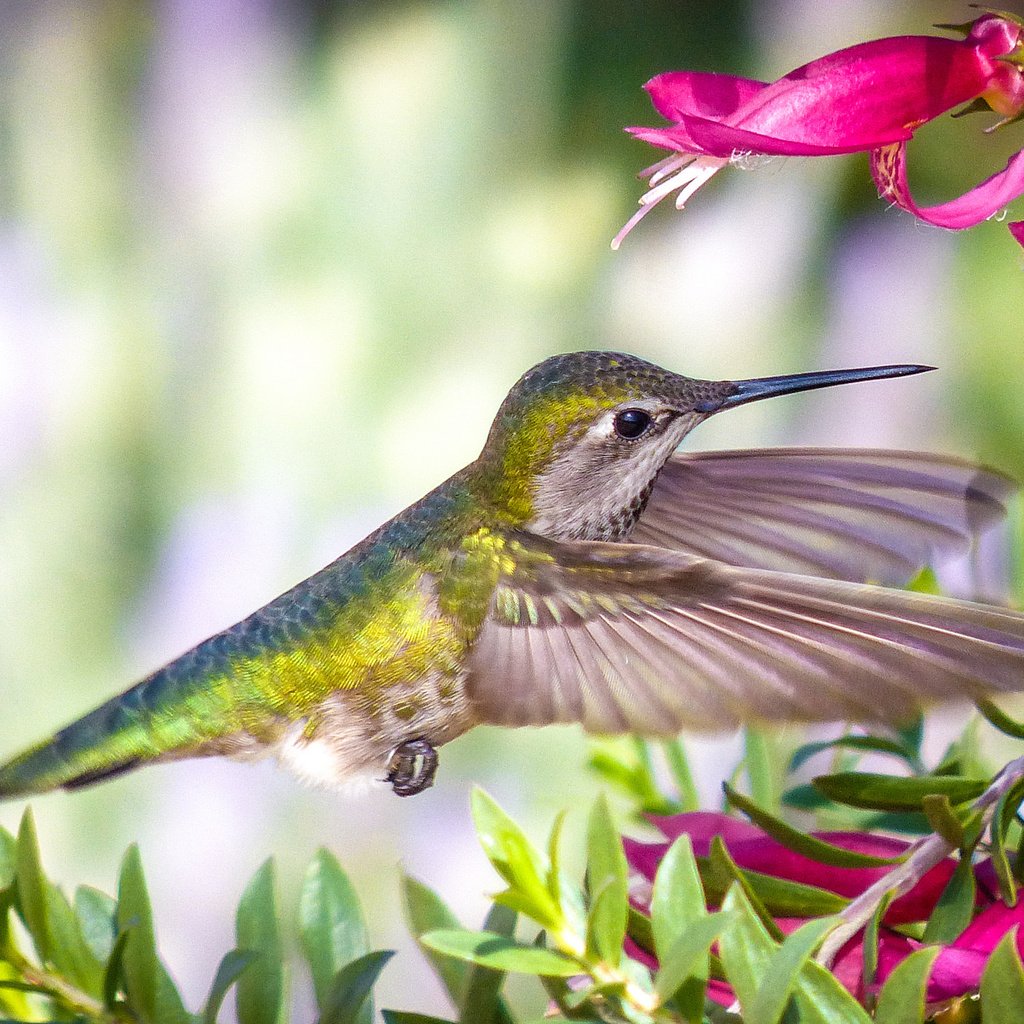 Обои цветы, птица, колибри, flowers, bird, hummingbird разрешение 2048x1366 Загрузить