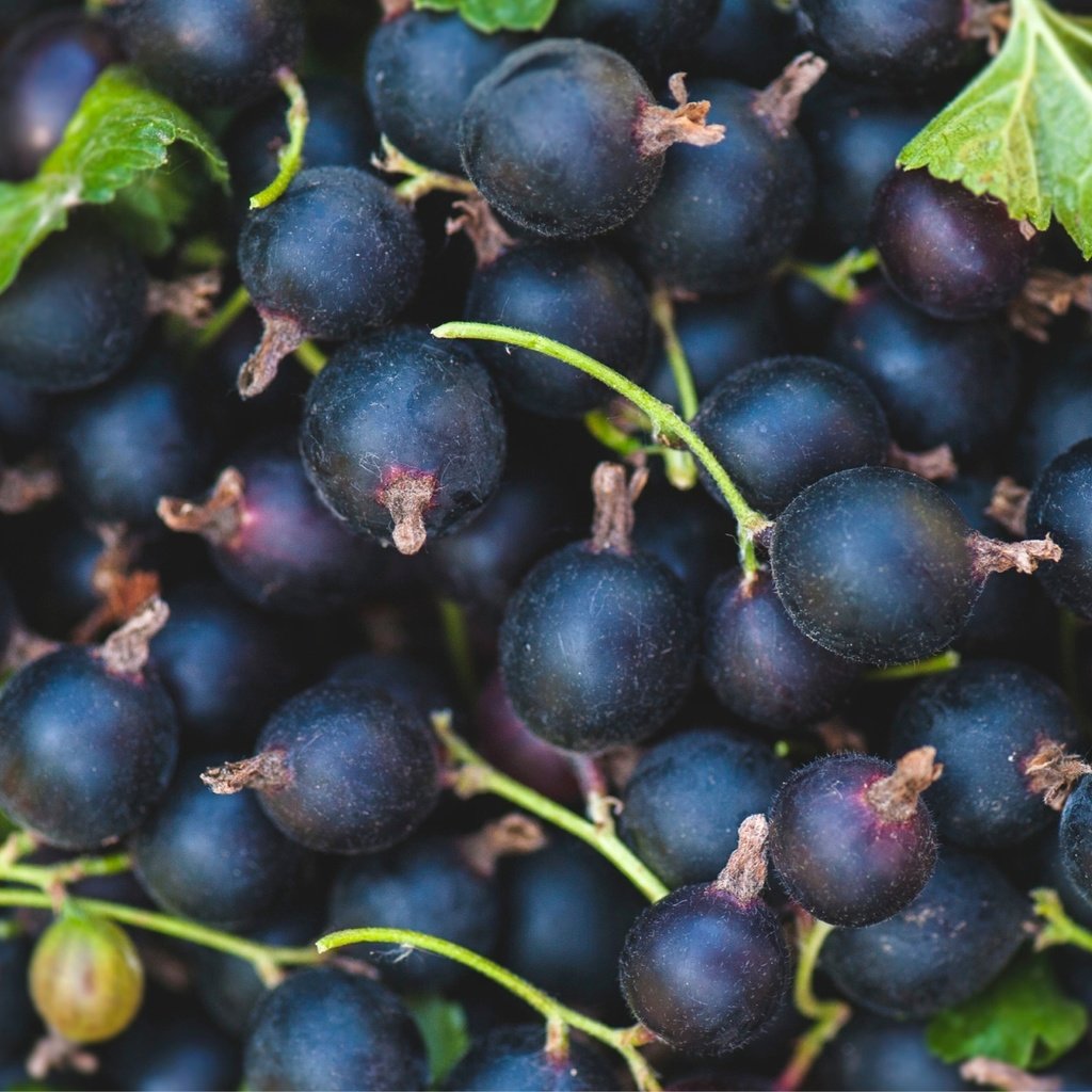Обои ягоды, черная, смородина, berries, black, currants разрешение 2000x1326 Загрузить