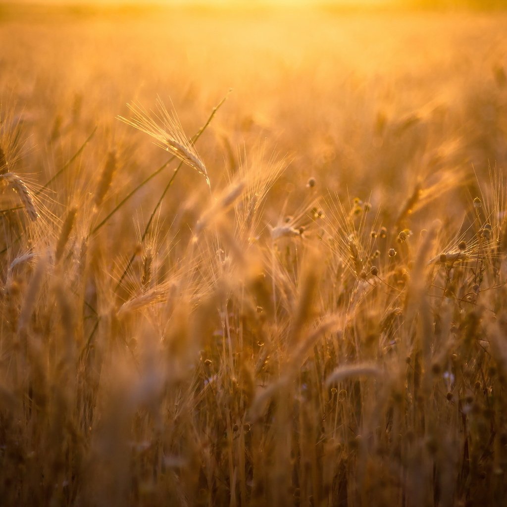 Обои природа, поле, лето, колосья, пшеница, рожь, nature, field, summer, ears, wheat, rye разрешение 2047x1275 Загрузить