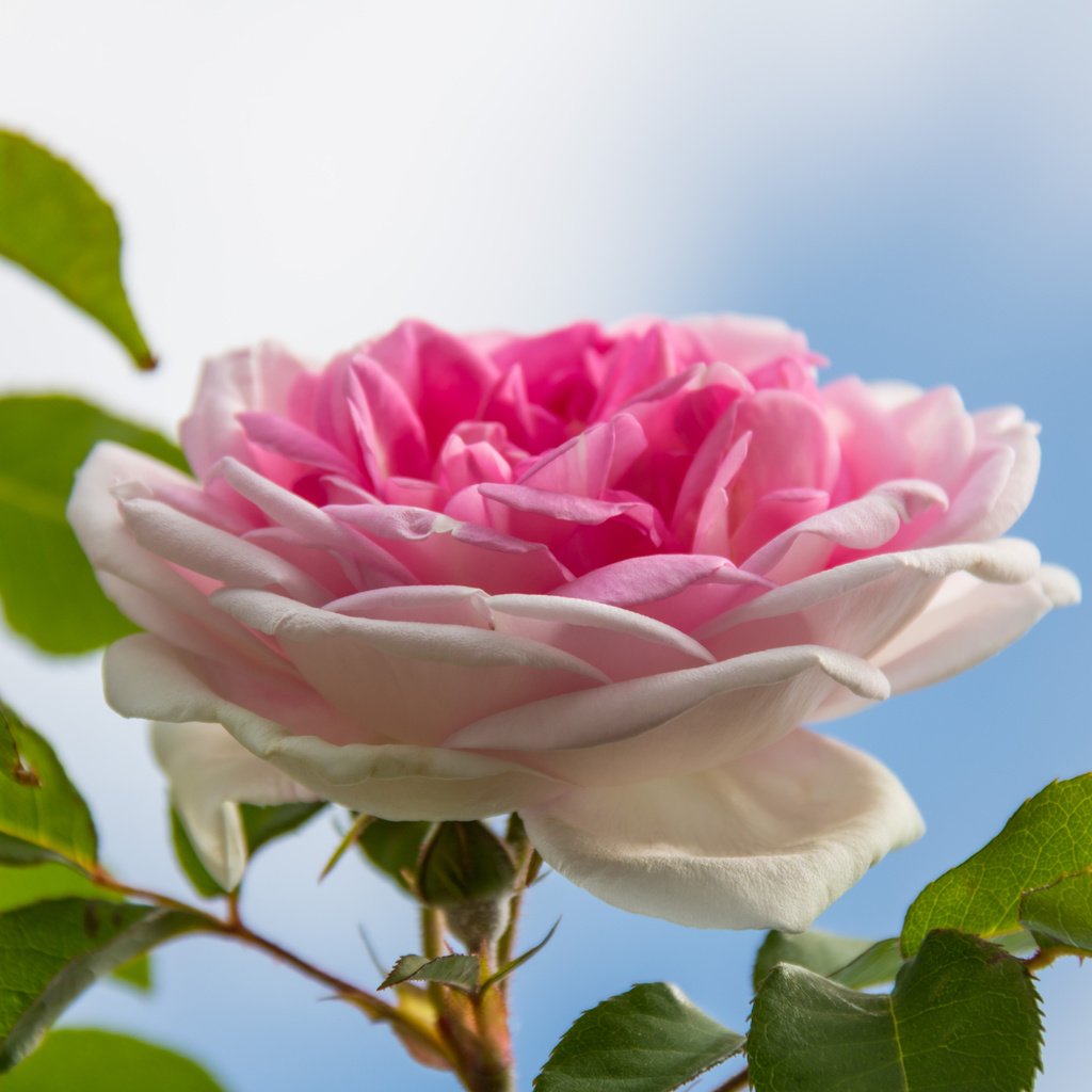 Обои небо, листья, макро, роза, бутон, the sky, leaves, macro, rose, bud разрешение 6000x4000 Загрузить