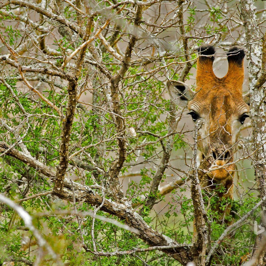 Обои дерево, ветки, африка, жираф, tree, branches, africa, giraffe разрешение 1920x1200 Загрузить