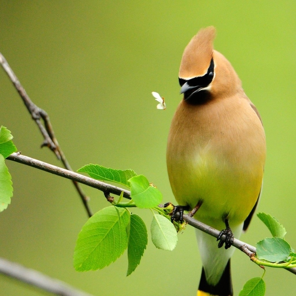 Обои птица, bird разрешение 1920x1080 Загрузить