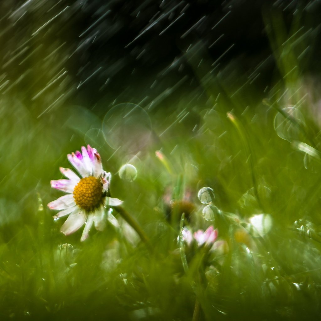 Обои цветы, трава, природа, дождь, ромашки, flowers, grass, nature, rain, chamomile разрешение 2560x1709 Загрузить