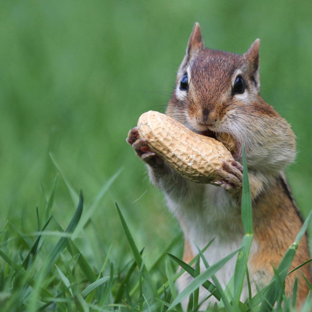 Обои орех, арахис, бурундук, грызун, щёки, walnut, peanuts, chipmunk, rodent, cheeks разрешение 1920x1200 Загрузить