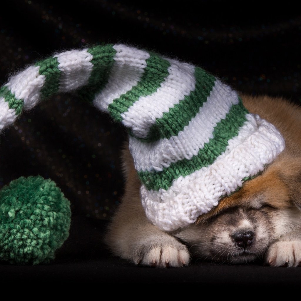 Обои щенок, шапка, японская акита, puppy, hat, japanese akita разрешение 2600x1730 Загрузить