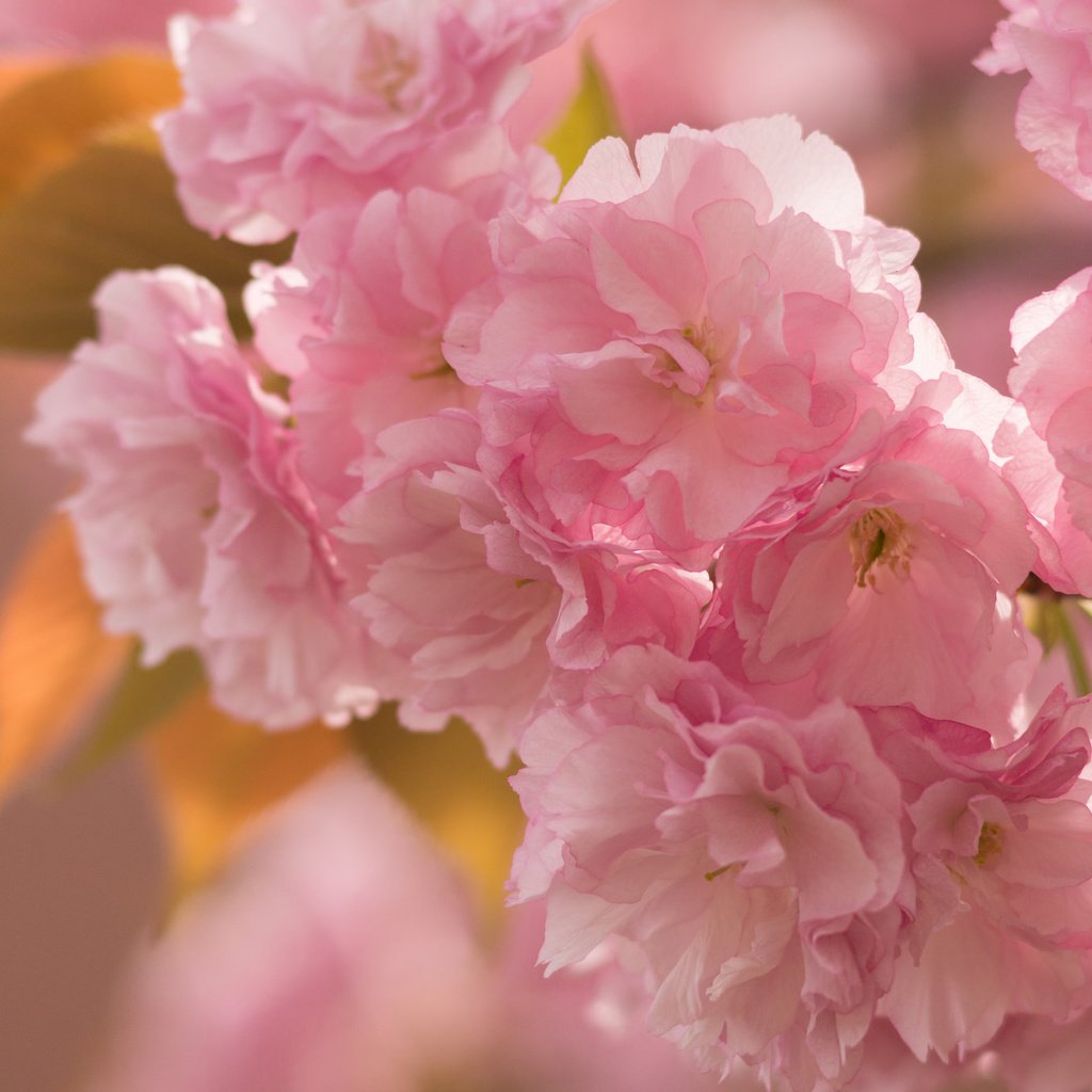 Обои ветка, макро, весна, розовый, вишня, сакура, нежность, branch, macro, spring, pink, cherry, sakura, tenderness разрешение 2048x1365 Загрузить