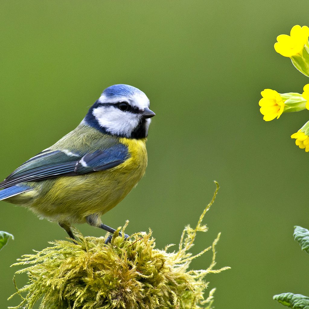 Обои цветы, птица, клюв, мох, перья, первоцвет, синица, лазоревка, flowers, bird, beak, moss, feathers, primrose, tit, blue tit разрешение 2043x1150 Загрузить