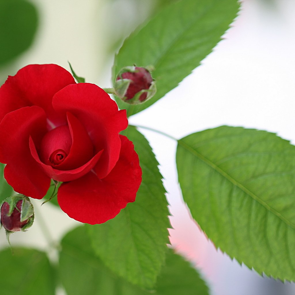 Обои цветок, роза, красная, rot, цветком, flower, rose, red разрешение 1920x1200 Загрузить