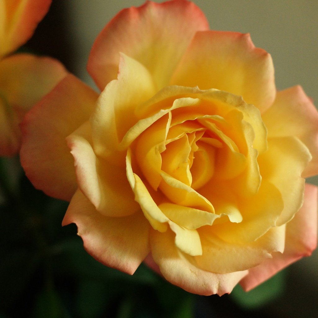 Обои макро, роза, лепестки, бутон, macro, rose, petals, bud разрешение 2880x1920 Загрузить
