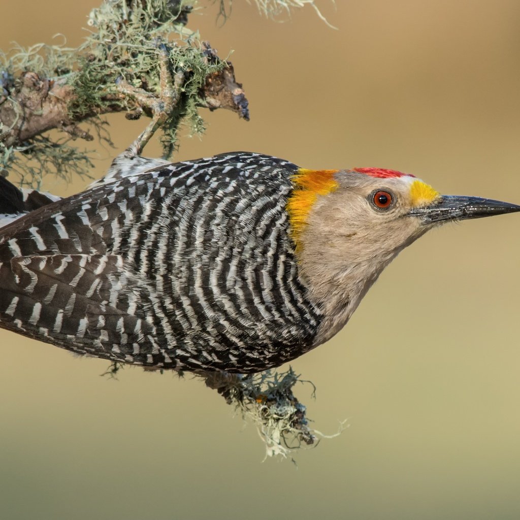 Обои птицы, дятел, золотолобый меланерпес, birds, woodpecker, zolotoy melanerpes разрешение 3840x2388 Загрузить