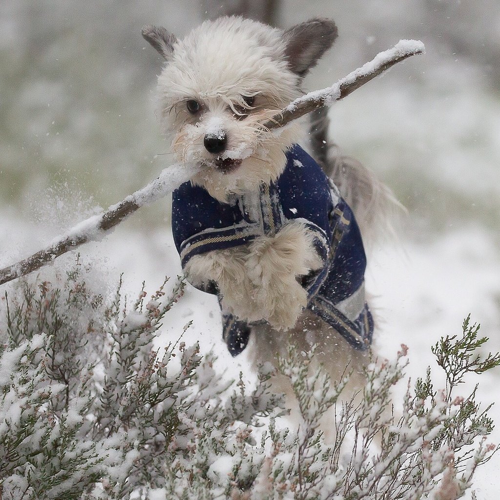 Обои снег, зима, собака, прыжок, прогулка, песик, палка, snow, winter, dog, jump, walk, doggie, stick разрешение 2049x1292 Загрузить