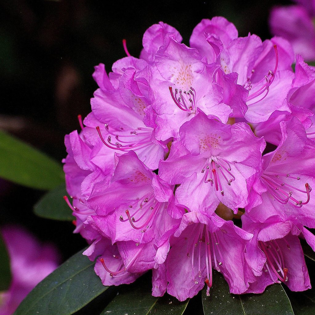 Обои розовый, крупным планом, рододендрон, pink, closeup, rhododendron разрешение 1920x1200 Загрузить