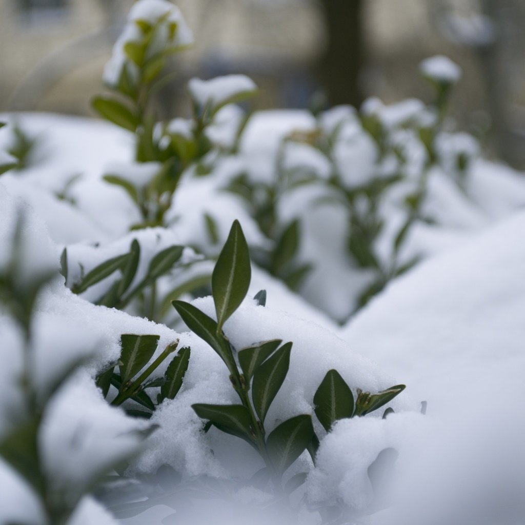 Обои снег, природа, растения, листья, зима, макро, мороз, snow, nature, plants, leaves, winter, macro, frost разрешение 4608x3072 Загрузить