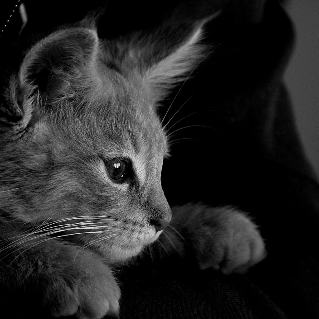 Обои кот, кошка, чёрно-белое, серый, монохромный, cat, black and white, grey, monochrome разрешение 6000x4000 Загрузить