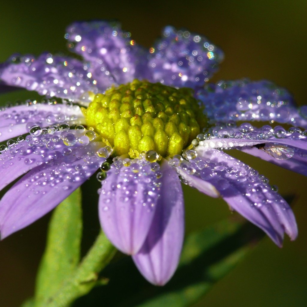 Обои вода, макро, цветок, капли, лепестки, water, macro, flower, drops, petals разрешение 3159x1999 Загрузить