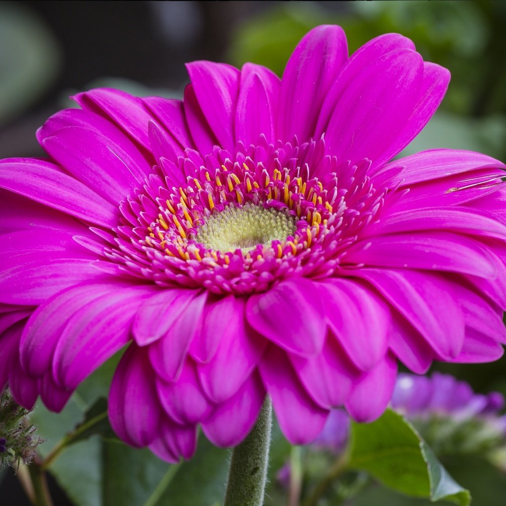 Обои макро, цветок, лепестки, гербера, macro, flower, petals, gerbera разрешение 2021x1305 Загрузить