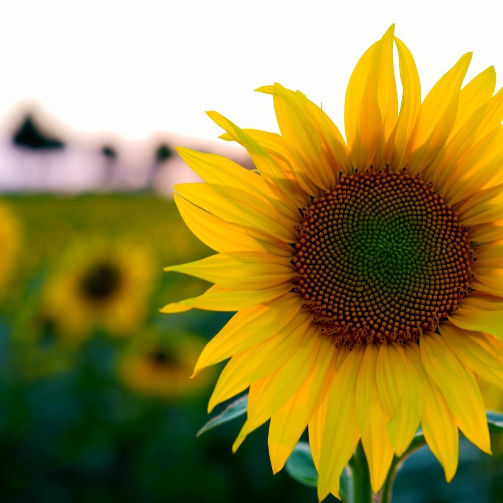 Обои цветы, поле, лето, подсолнух, боке, flowers, field, summer, sunflower, bokeh разрешение 2048x1365 Загрузить