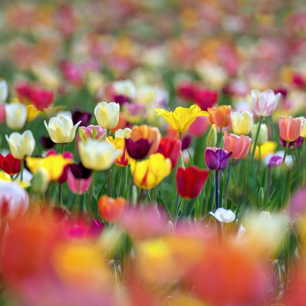 Обои цветы, разноцветные, весна, тюльпаны, боке, flowers, colorful, spring, tulips, bokeh разрешение 1920x1080 Загрузить