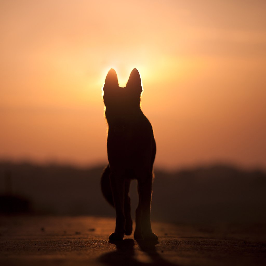 Обои закат, собака, силуэт, anjajuli, sunset, dog, silhouette разрешение 2880x1800 Загрузить