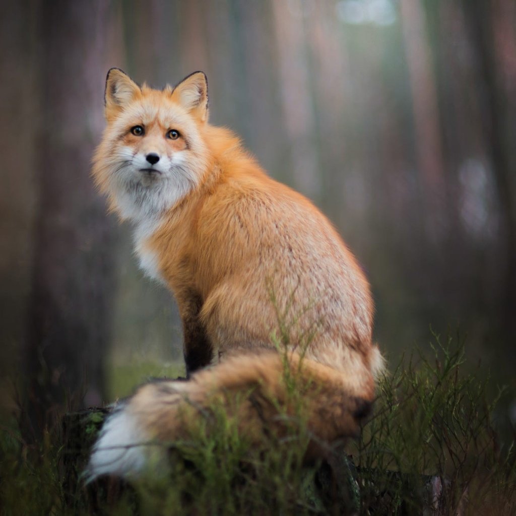 Обои природа, лес, фон, взгляд, лиса, лисица, nature, forest, background, look, fox разрешение 2000x1334 Загрузить