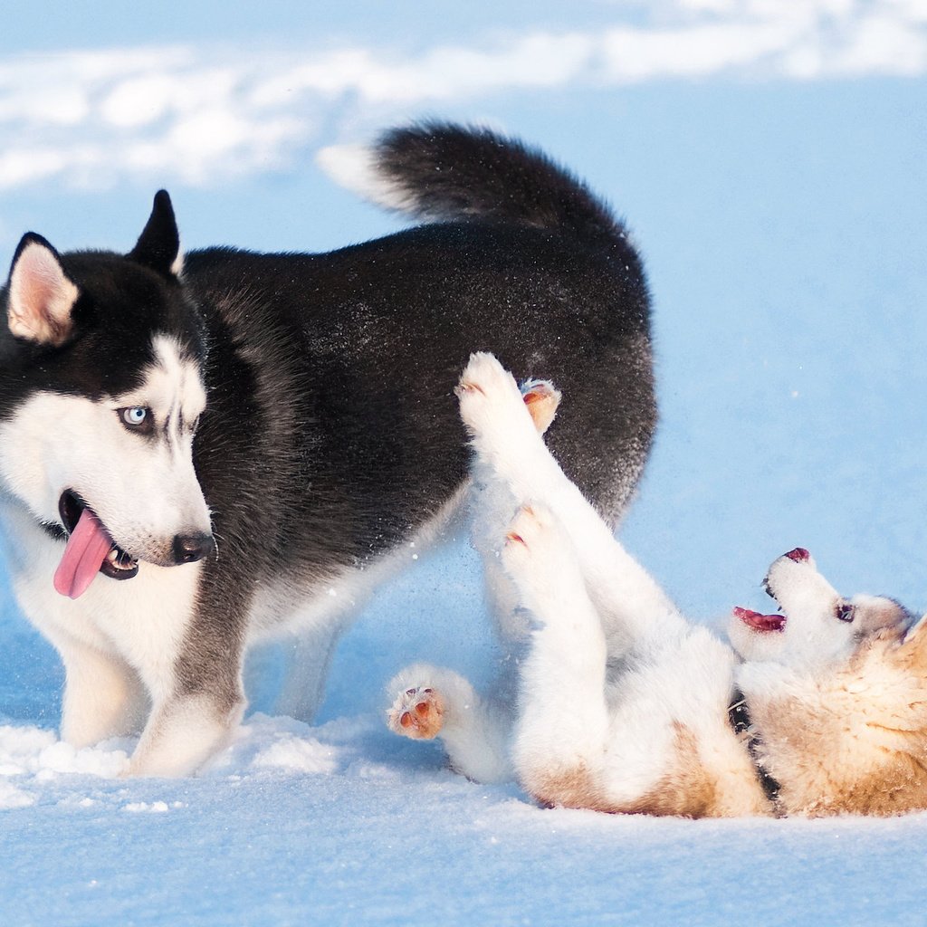 Обои снег, зима, игра, хаски, щенки, собаки, сибирский хаски, snow, winter, the game, husky, puppies, dogs, siberian husky разрешение 2048x1360 Загрузить