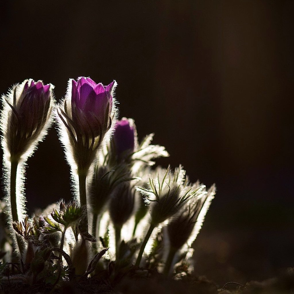 Обои цветы, природа, фон, весна, сон-трава, прострел, flowers, nature, background, spring, sleep-grass, cross разрешение 2048x1218 Загрузить