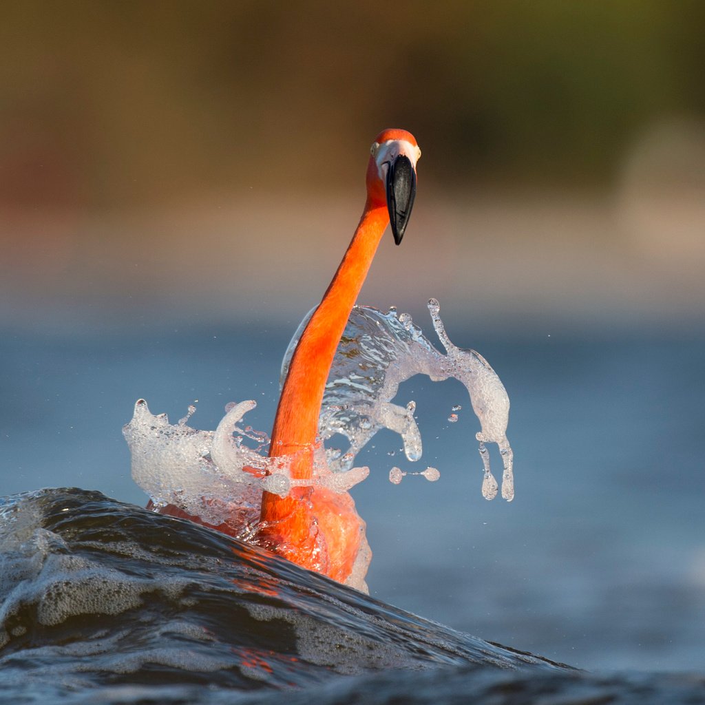 Обои вода, море, фламинго, размытость, птица, животное, шея, ray hennessy, water, sea, flamingo, blur, bird, animal, neck разрешение 3009x2003 Загрузить