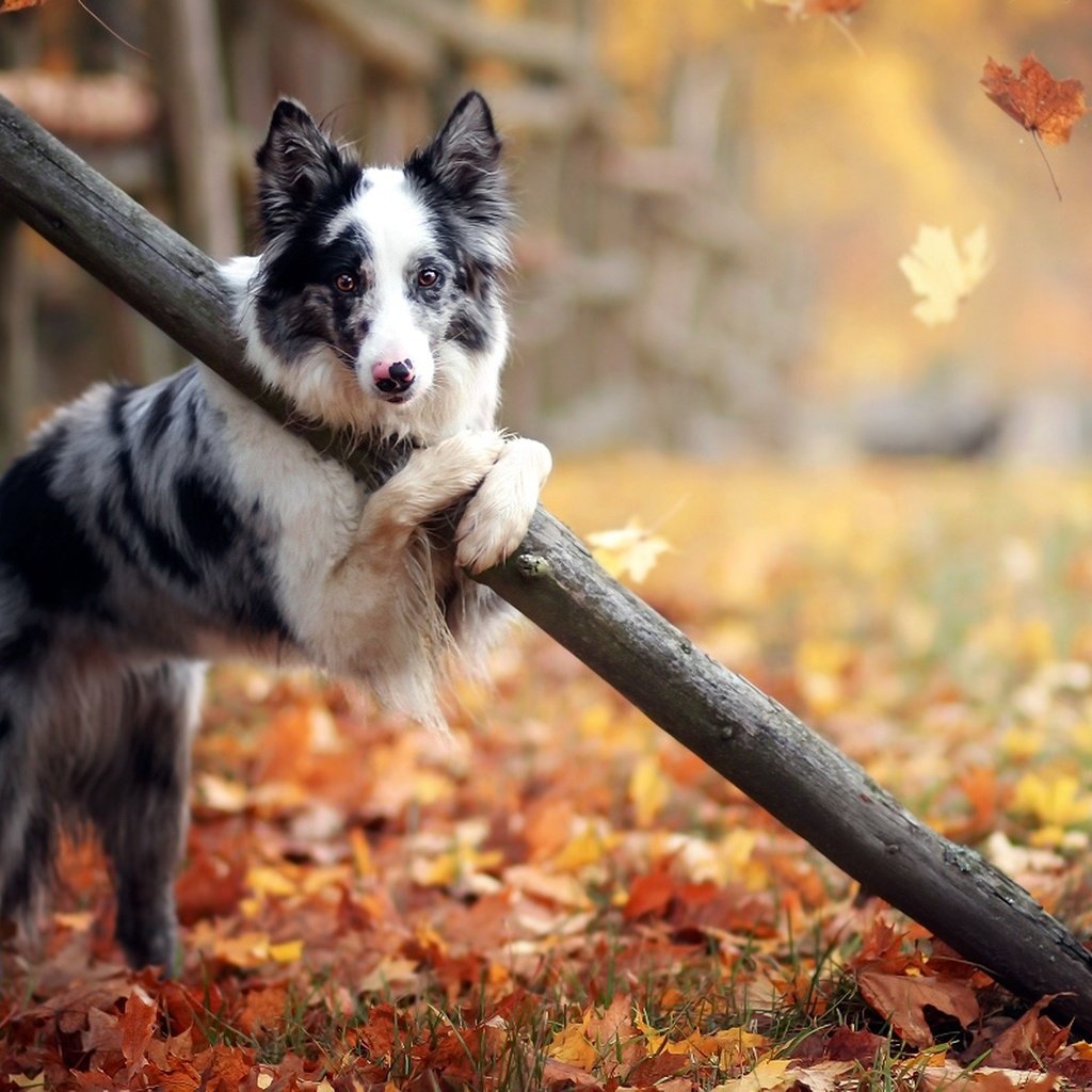 Обои листья, осень, собака, австралийская овчарка, leaves, autumn, dog, australian shepherd разрешение 1920x1182 Загрузить