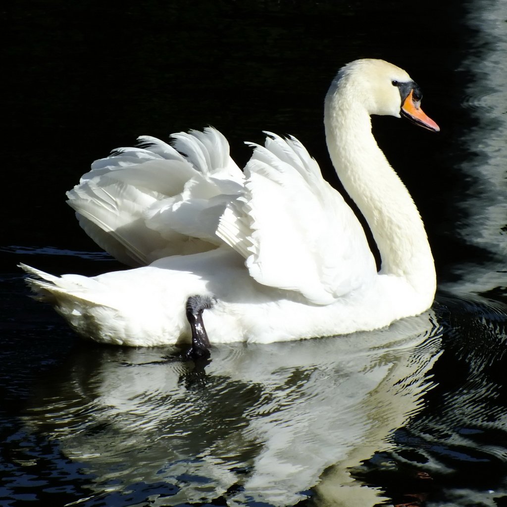 Обои вода, отражение, птица, лебедь, water, reflection, bird, swan разрешение 2400x1600 Загрузить